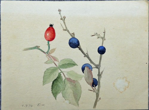 Hagebutte und Schlehe